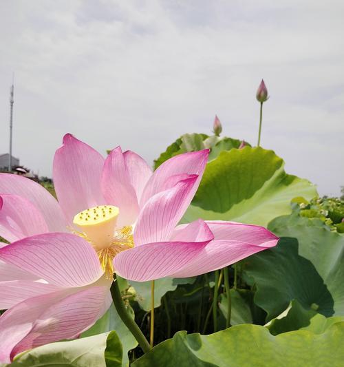 荷花开放时间最旺盛的月份（探寻荷花盛开的奥秘，品味夏日的美好）