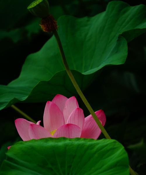 北方荷花的养殖方法（详细介绍北方荷花的种植和养护方法）