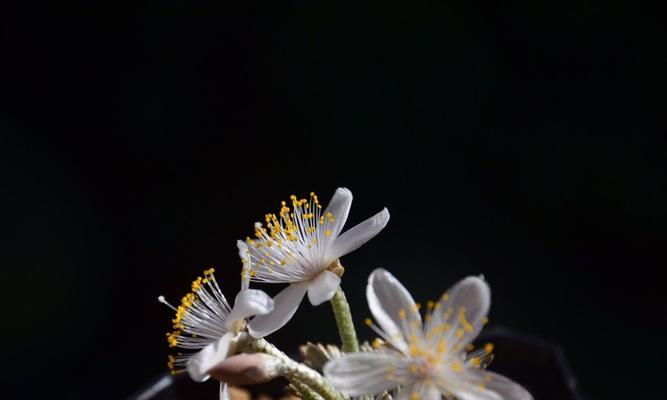 养殖白花韧锦烂根的处理方法（如何有效地防治白花韧锦烂根）