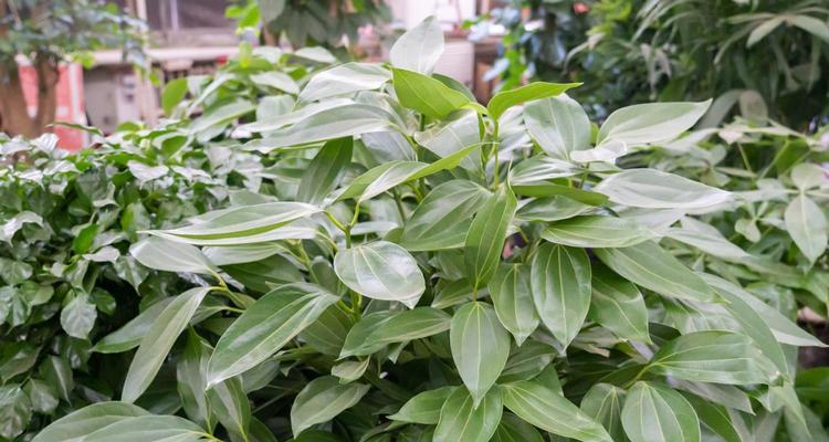 绿色生活，打造最旺客厅（家居绿植种类、植物布置技巧、养护经验分享）