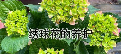 如何养殖绣球花（打造美丽花园的秘籍）