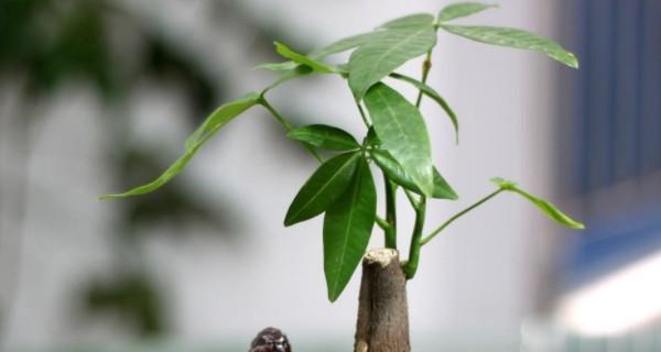 探秘招财树的品种及特点（从叶形到花朵，了解招财树的多样化）