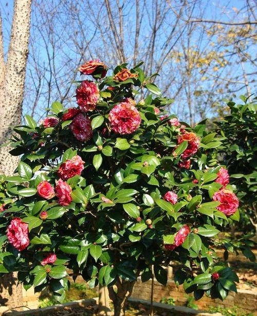 山茶花——花中之后（外形特征和生长环境）