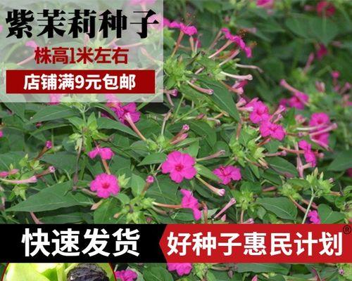 紫发花的种植与养护（打造居家小清新，探秘紫发花的种植与养护）