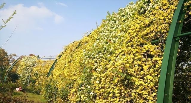 木香花，喜好成长的简单小美人（陶醉于木香的芬芳世界）