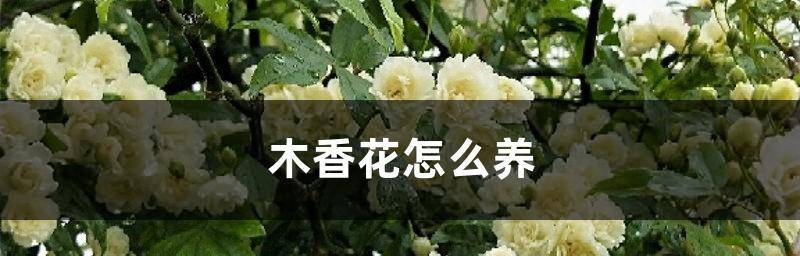 木香花，喜好成长的简单小美人（陶醉于木香的芬芳世界）