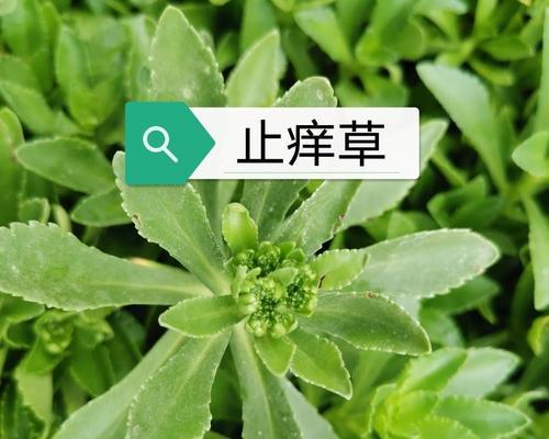 八仙草——一种生长在热带地区的多功能植物（用途广泛，生态环境重要保护对象）