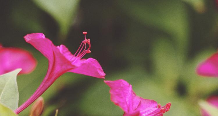 探秘紫茉莉的神秘面纱（揭开紫茉莉的花神之谜，了解它的特点和生长环境）