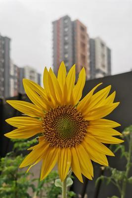 向日葵开花时间详解（探究向日葵花期及养护技巧）