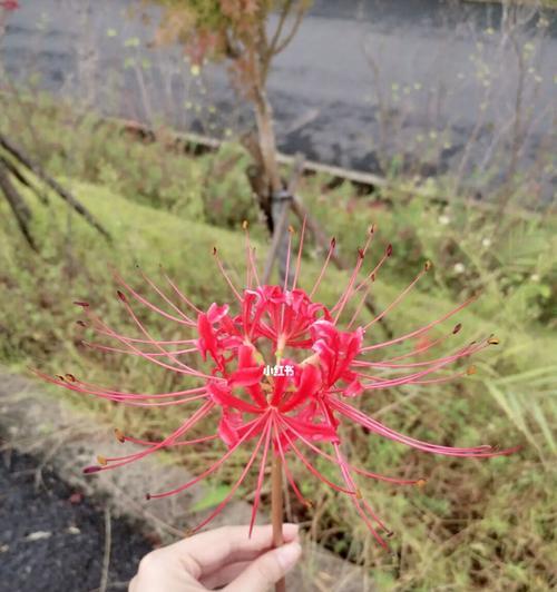 探秘神秘的彼岸花（学名、寓意、种植及保养攻略）