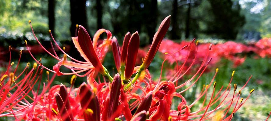 探秘神秘的彼岸花（学名、寓意、种植及保养攻略）