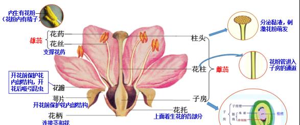 花朵的结构和功能（探究花卉生命的奥秘）