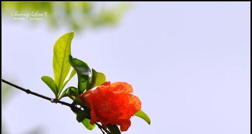 石榴花的开放时间及品种特点（探寻石榴花的绽放奥秘，了解不同品种的花朵特点）