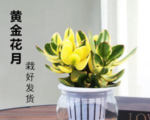 玉树水培技术（掌握水培技巧，让玉树生长茁壮）