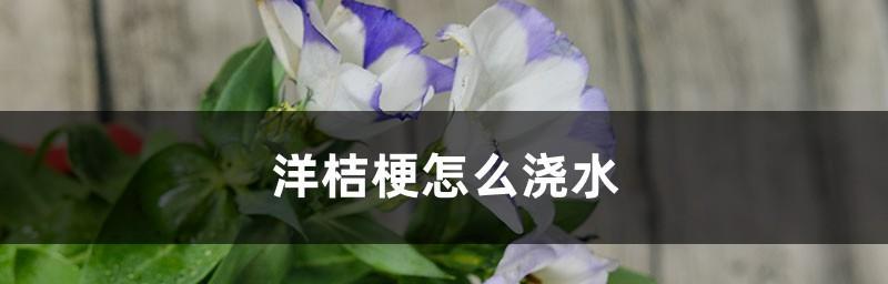 水培洋桔梗的养护技巧（换水周期及关键注意点）