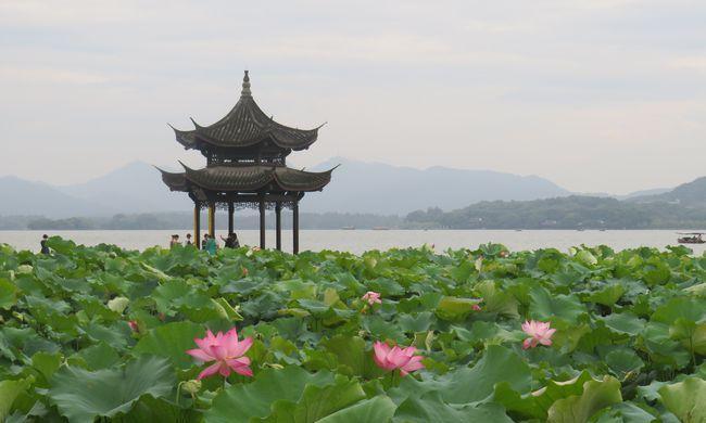 西湖荷花的四季美（探秘荷花盛开的时间和景点）