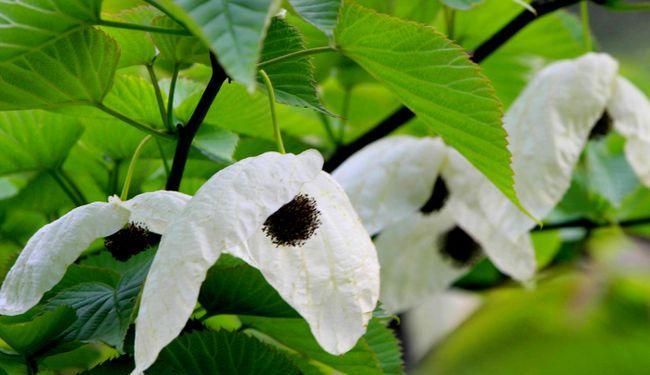 探秘植物活化石（遇见时间的见证者——植物活化石）