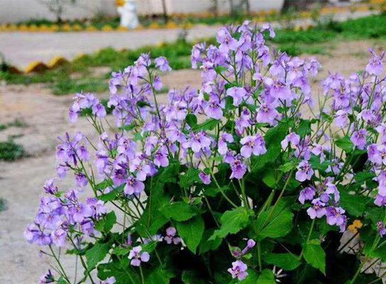 二月兰的种植与管理（从营养到环境，打造美丽兰花）