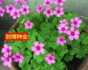 红花酢浆草的种植技巧（如何成功种植红花酢浆草，打造优美花园）