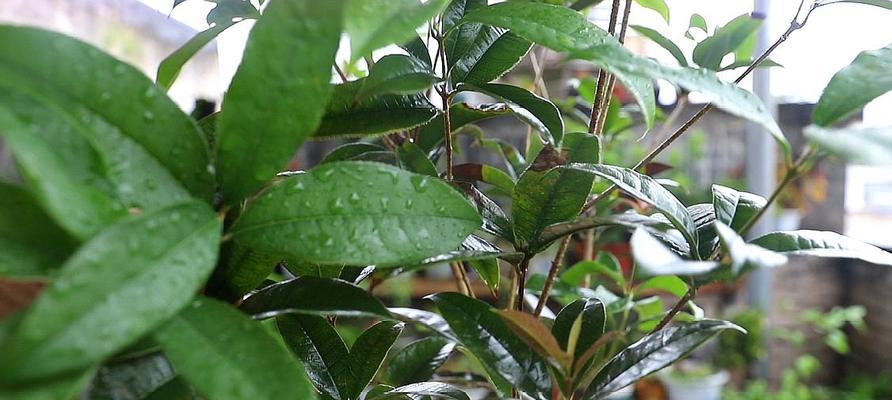 桂花的种植与养护（让你的桂花开出最美的花朵）