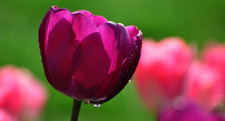 郁金香花期揭秘（一年四季都有郁金香开放，你知道吗？）