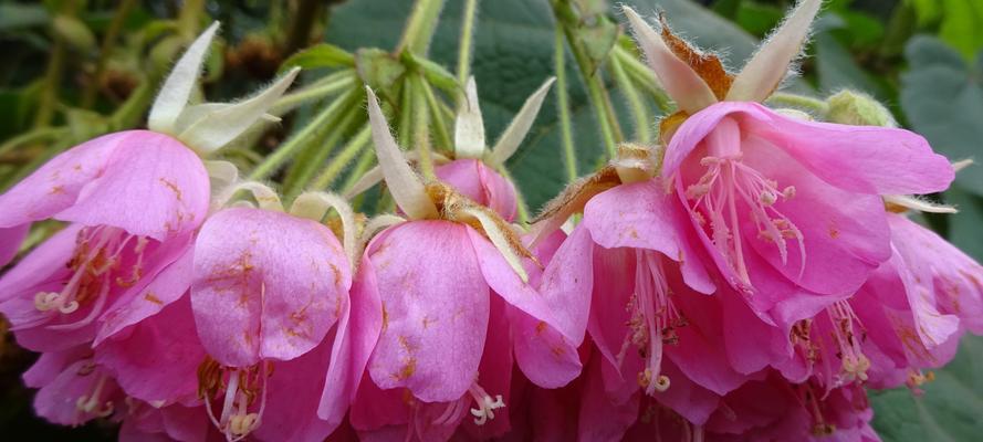 芙蓉花的绚丽变化（揭秘芙蓉花色彩的奥秘）