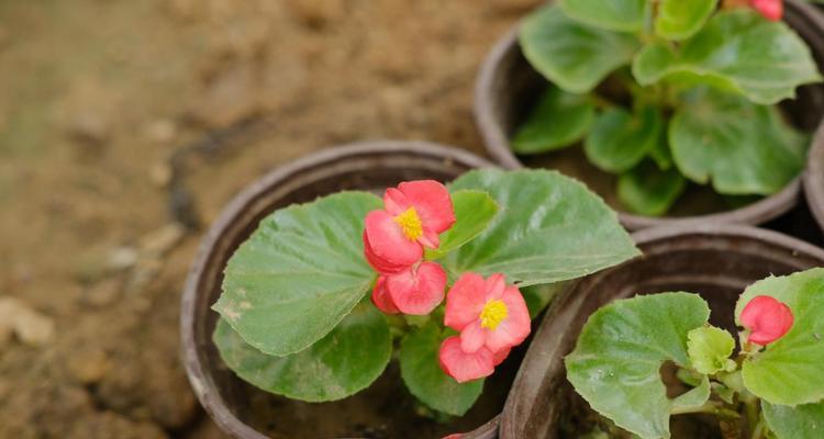 四季海堂花迁殖方法（掌握正确技巧，让花开更美）