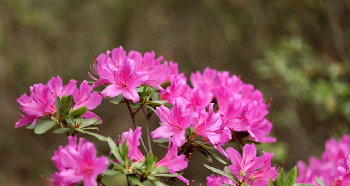 探究杜鹃花的品种及特点（了解杜鹃花家族的形态和颜色，带你深入探索这朵花的美丽世界。）