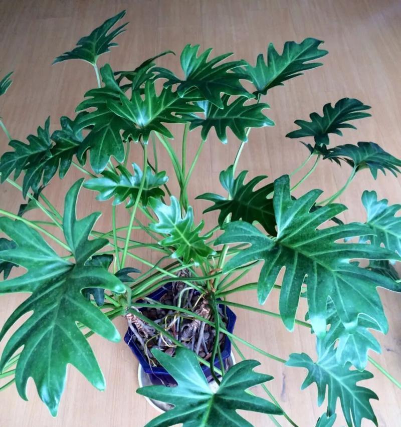 观叶植物的正确养护方法（美化居室从观叶植物开始/）