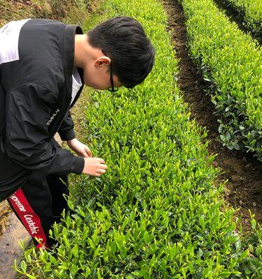 油茶树的种植技术与管理（打造高产优质的油茶果园）