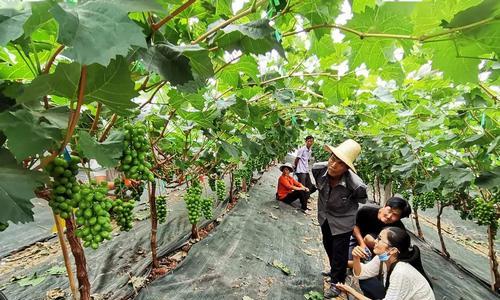 葡萄种植技术剖析（高产无忧，品质优良！——葡萄栽培技巧详解）