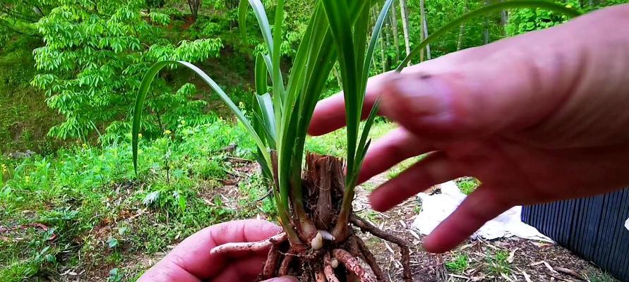 兰花种植方法要点详解（让你轻松成为兰花种植大师）