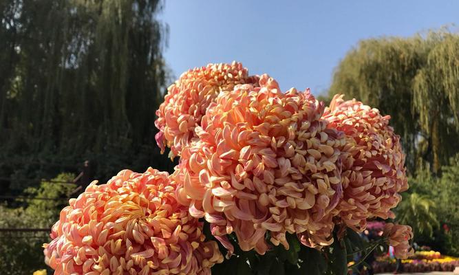 赏菊花，品秋意（秋季菊花开放时节及品种特点）