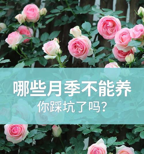 月季花栽培全攻略（如何让你的月季花长势旺盛）