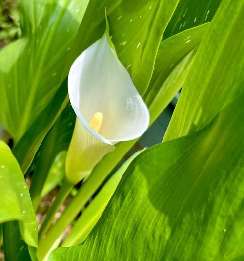 马蹄莲——花语和文化内涵（探寻马蹄莲的精神特质和象征意义）