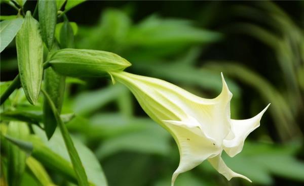 紫色曼陀罗花的花语与象征意义（神秘、独立、激情的紫色曼陀罗花）