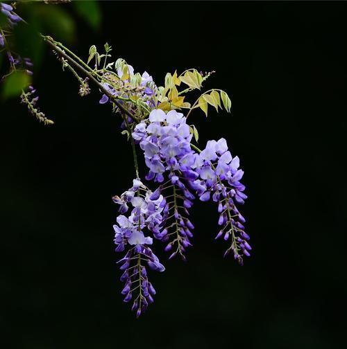 紫藤花的花语与寓意（紫藤花）