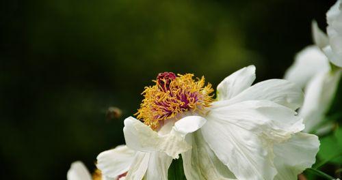 白牡丹的花语——纯洁与崇高（品味白牡丹的优雅之美，感受纯洁与崇高的花语）