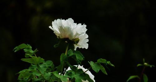 白牡丹的花语——纯洁与崇高（品味白牡丹的优雅之美，感受纯洁与崇高的花语）