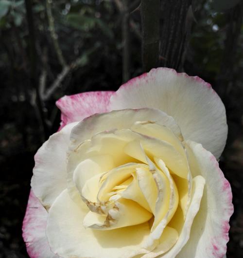 白色月季花的花语与象征意义（追寻纯洁与祝福的白色月季花）