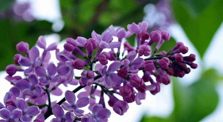 丁香花语之美——守护爱与希望（丁香花语的深刻含义与传承）