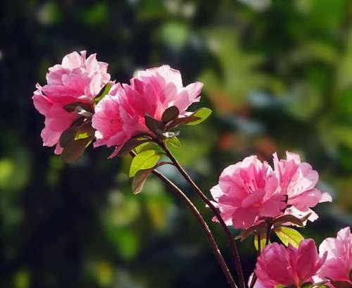 杜鹃花的花语和寓意是什么？（探寻杜鹃花的花语和深层寓意，了解这朵美丽花朵的内涵与象征）