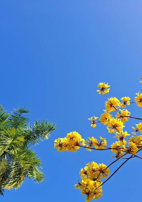 风铃花的花语及寓意（探索风铃花的花语之美）