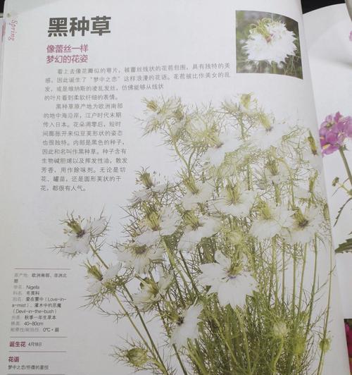 黑种草的花语——寓意与象征（探索黑种草的花语，了解其传递的情感与心意）