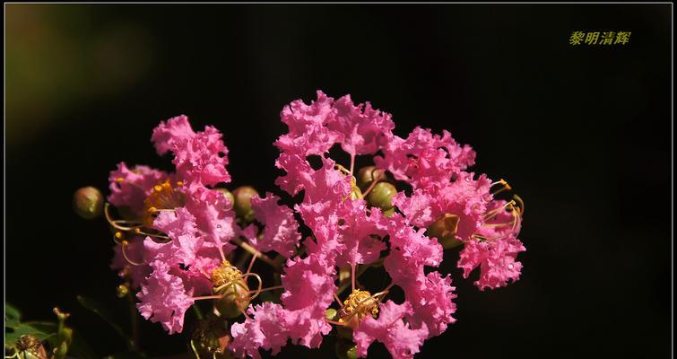 红色紫薇花语——传递坚强和热爱的信念（坚韧不拔，热情奔放——红色紫薇花的含义和象征意义）