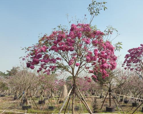 以假植苗（揭开农业产业中的欺诈现象与问题）