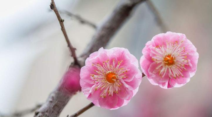 寒冬中的希望与温暖——腊梅的花语与象征（腊梅，寓意勇气、希望与坚韧）