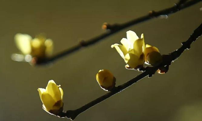 寒冬中的希望与温暖——腊梅的花语与象征（腊梅，寓意勇气、希望与坚韧）