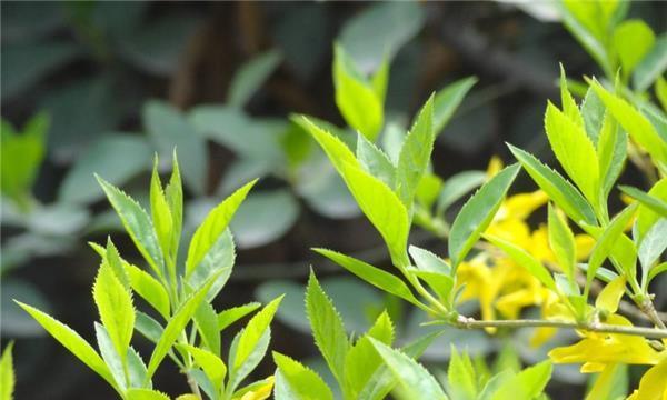 连翘花语的深意（用花言巧语，诉说连翘的情感和祝福）