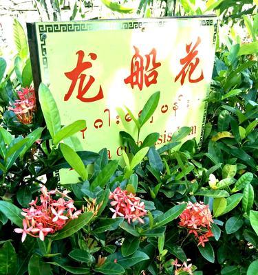 以龙船花的花语和寓意（破茧重生，坚韧不拔的力量）